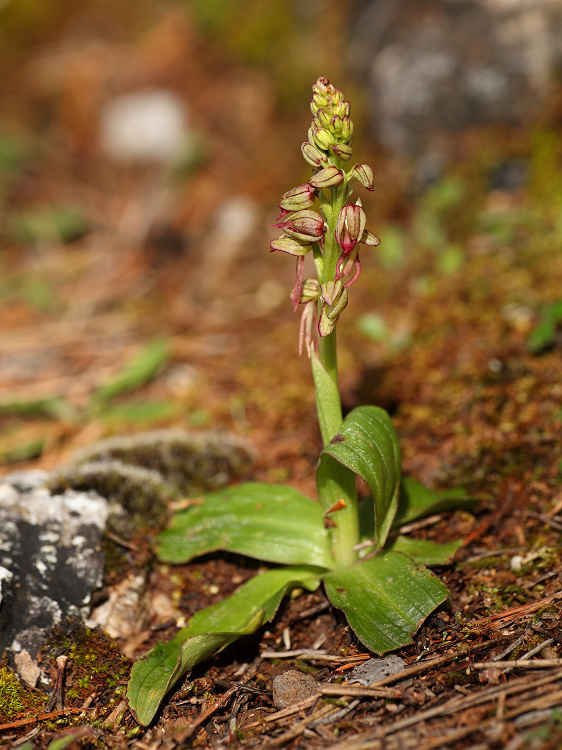 Aceras panenka (Aceras antropophorum) Man Orchid