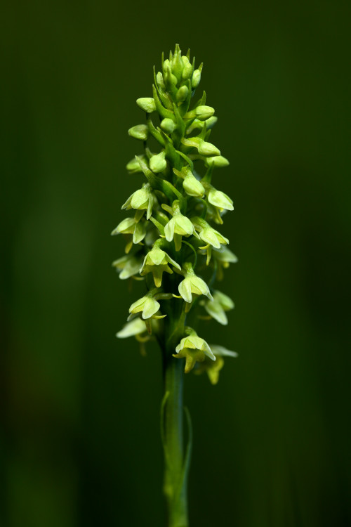 Běloprstka bělavá (Pseudoorchis albida) Small White Orchid