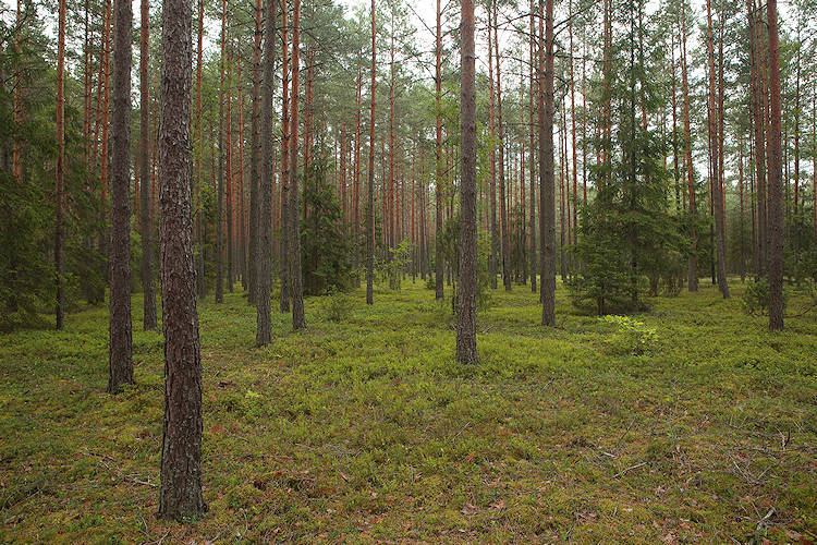 borový les
