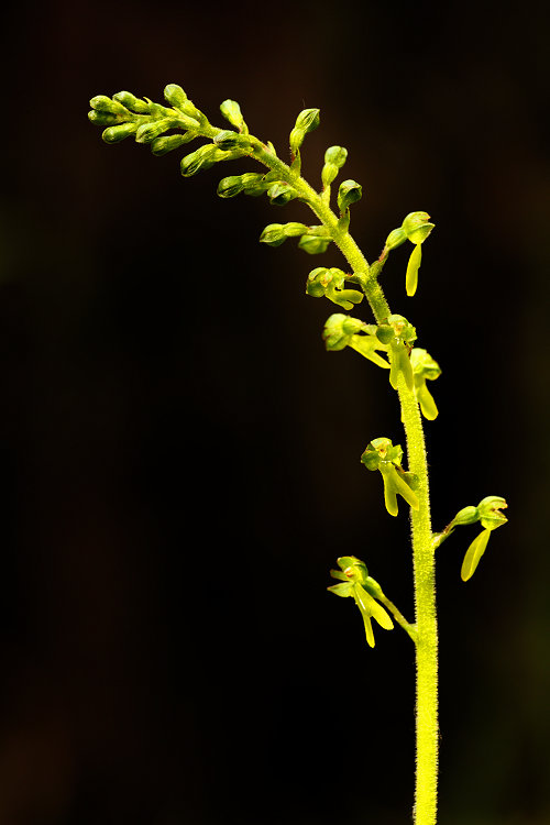Bradáček vejčitý (Listera ovata) Common Twayblade