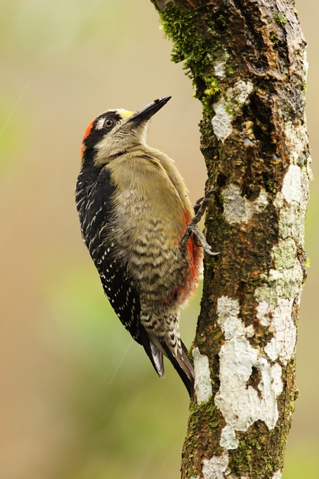 Datel černolící (Melanerpes pucherani) Black-cheeked Woodpecker 