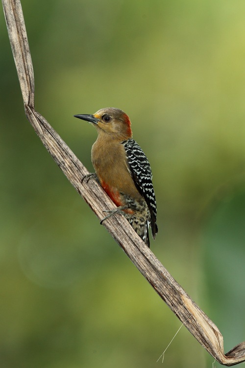Datel kápový (Melanerpes rubricapillus) Red-crownedd Woodpecker