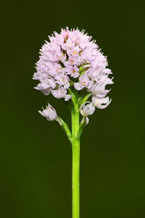 Hlavinka horská (Traunsteinera globosa) Globe Orchid