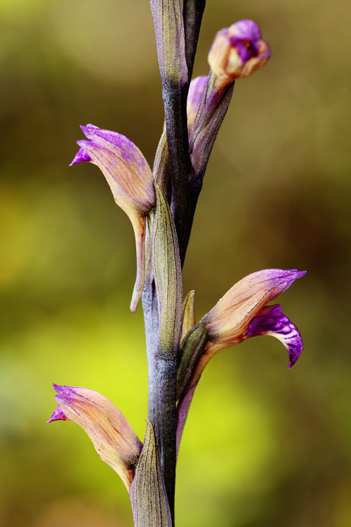 Hněděnec zvrhlý (Limodorum abortivum) Violet Limodore