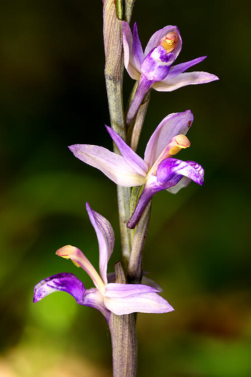 Hněděnec zvrhlý (Limodorum abortivum) Violet Limodore