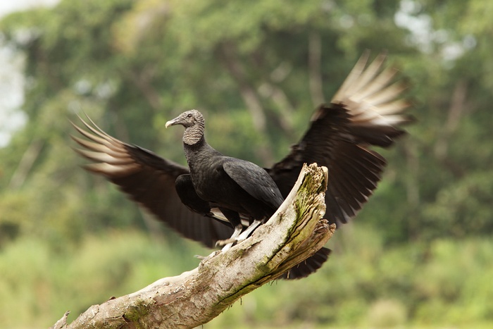 Kondor havranovitý (Coragyps atratus) Black Vulture