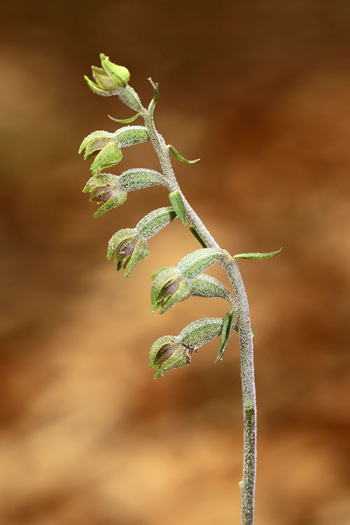 Kruštík drobnolistý (Epipactis microphylla) Small-leaved Helleborine