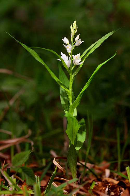 Okrotice dlouholistá (Cephalanthera longifolia) White Helleborine