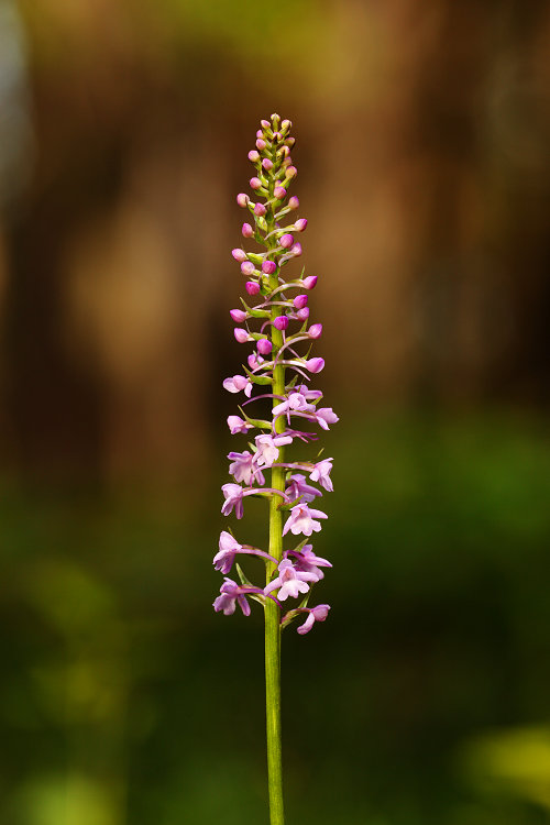 Pětiprskta žežulník (Gymnadenia conopsea) Fragrant Orchid