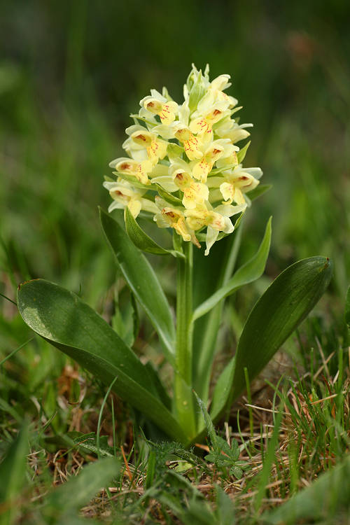 Prstnatec bezový (Dactylorhiza sambucina) Elder-flowered Orchid