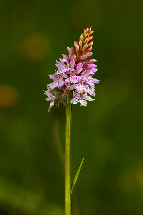 Prstnatec Fuchsův (Dactylorhiza fuchsii) Common spotted orchid