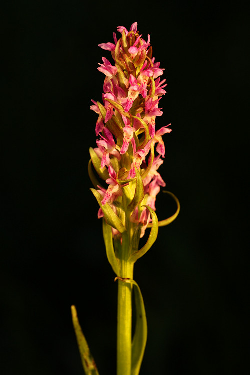 Prstnatec pleťový (Dactylorhiza incarnata) Early Marsh-orchid