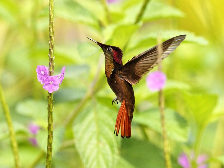 Ruby-topaz Hummingbird (Chrysolampis mosquitus) Kolibřík žlutohrdlý