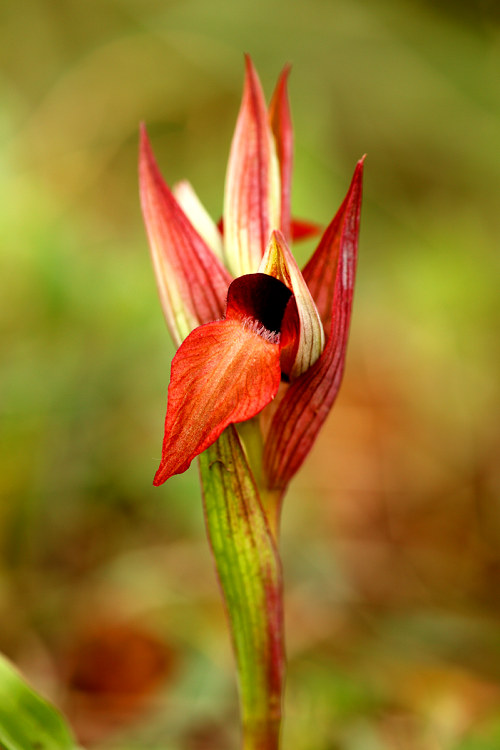 Serapie přehlížená istrijská (Serapias neglecta subsp. istriaca) Scarce tongue-orchid