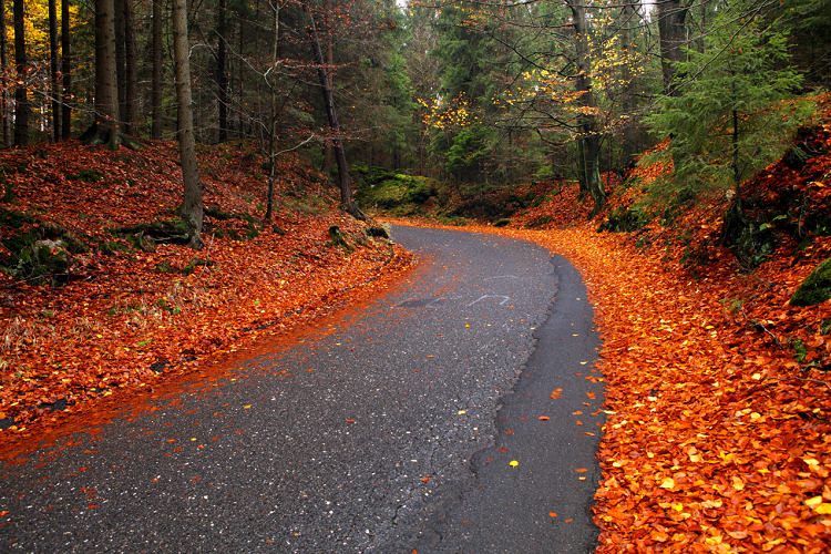silnice v bukovém lese na podzim