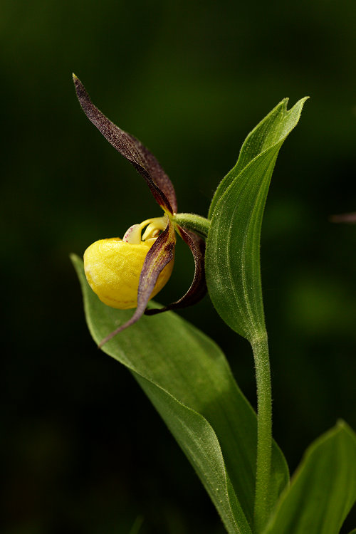 Střevičník pantoflíček (Cypripedium calceolus) Lady´s-slipper orchid