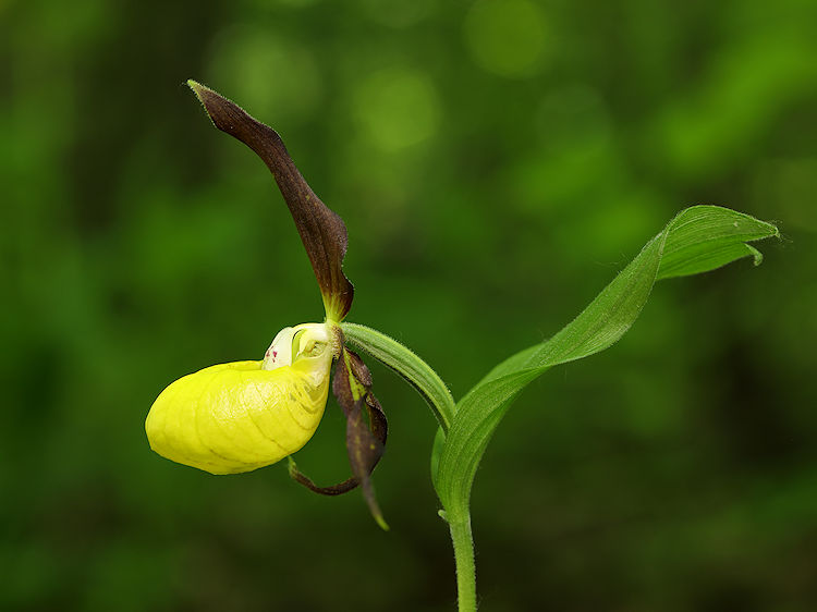 Střevičník pantoflíček (Cypripedium calceolus) Lady´s Slipper Orchid
