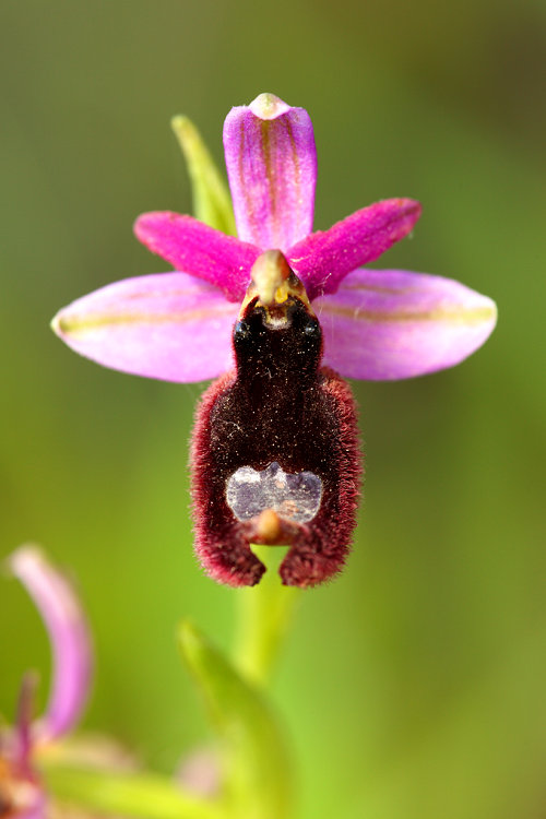 Tořič Bertolonův dalmatský (Ophrys bertolonii subsp. flavicans)