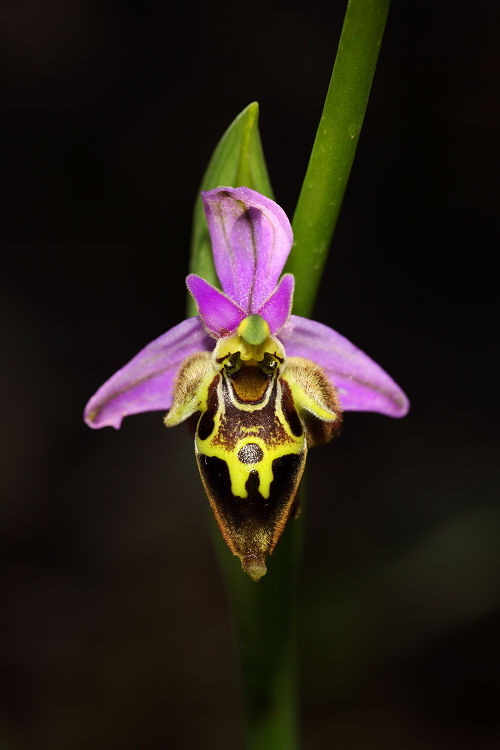 Tořič Heldreichův pravý (Ophrys Heldreichii) 