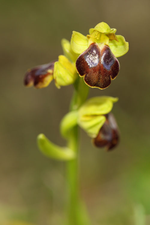 Tořič hnědý leukadský (Ophrys fusca subsp creberrima) Dark Bee Orchid