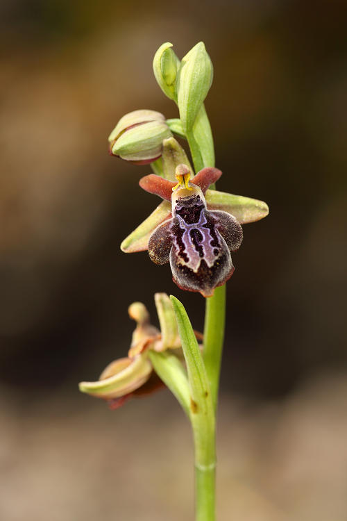 Tořič krétský karpathoský (Ophrys cretica subsp karpathensis/ariadnae) Ariadne´s Orchid