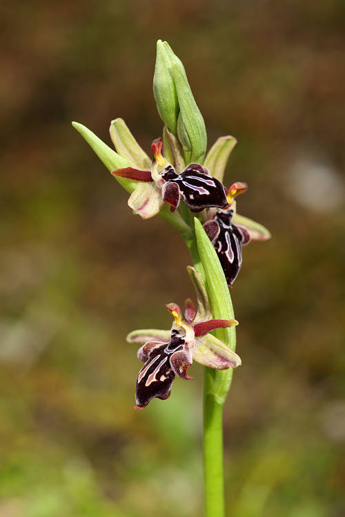 Tořič krétský kykladský (Ophrys cretica subsp beloniae/bicornuta) Horned Cretan Orchid