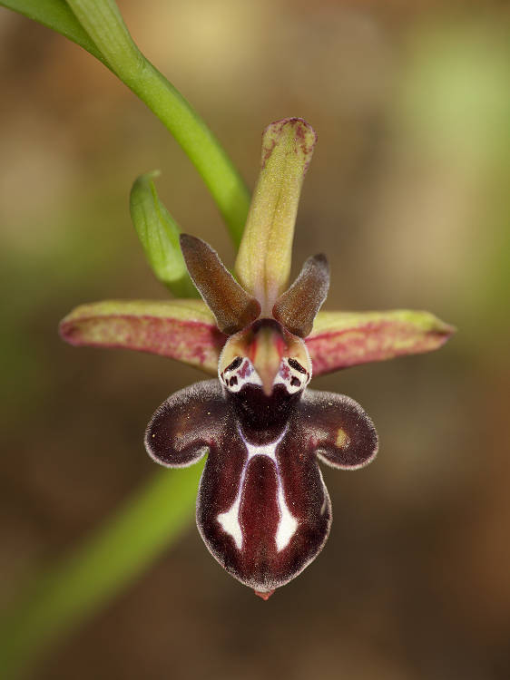 Tořič krétský pravý (Ophrys cretica) Common Cretan Orchid