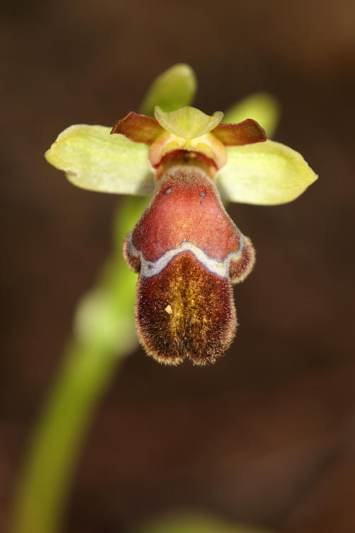 Tořič omega královský (Ophrys omegaifera subsp basillissa) Omega bee-orchid