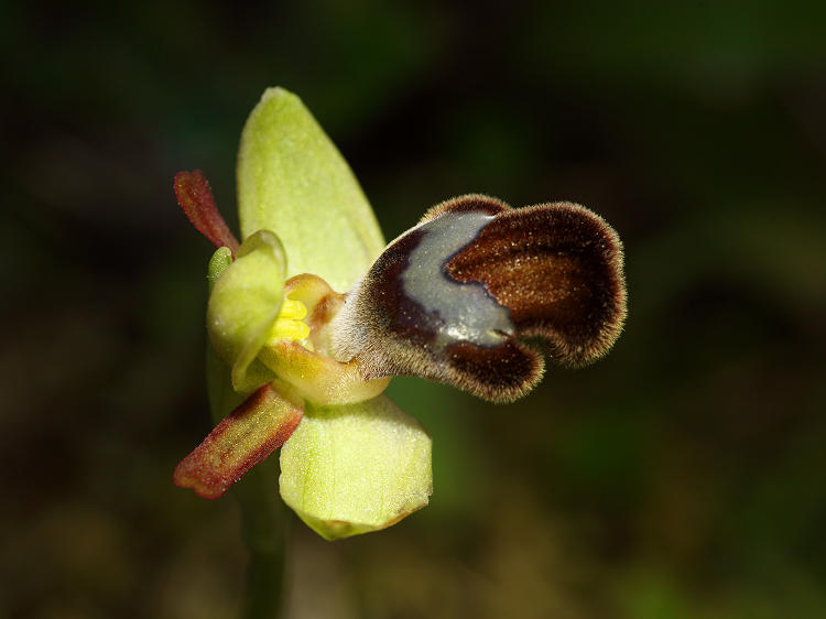 Tořič omega pravý (Ophrys omegaifera subsp omegaifera) Omega bee-orchid