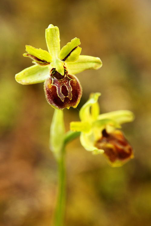Tořič pavoukonosný istrijský (Ophrys sphegodes subsp. tommasinii)