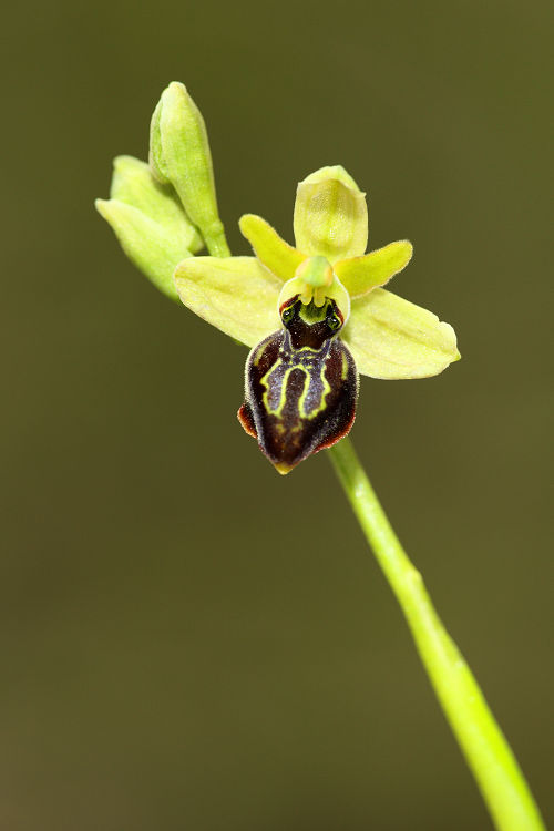 Tořič pavoukonosný krétský (Ophrys sphegodes subsp. cretensis) Little Cretan Orchid
