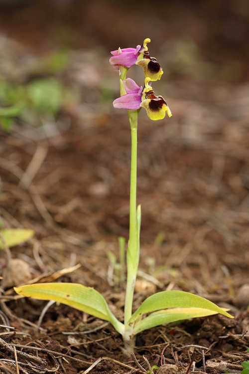 Tořič pilatkonosný (Ophrys tenthrerediínifera) Wasp Orchid