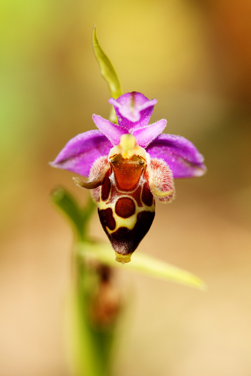 Tořič střečkonosný pravý (Ophrys oestrifera)