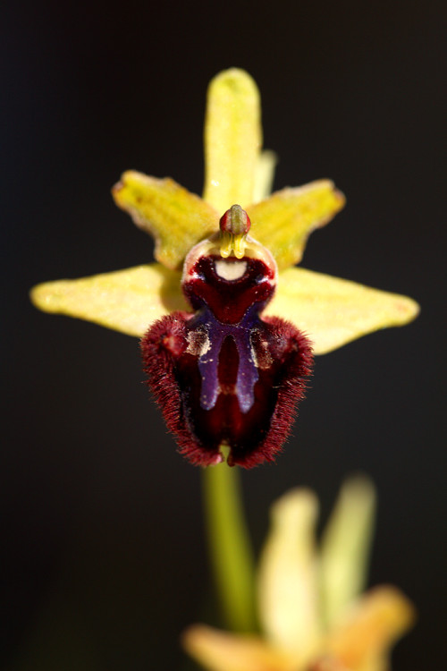 Tořič tmavý pravý (Ophrys incubacea) Spider orchid