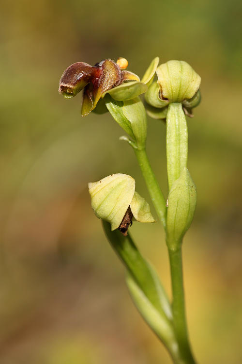 Tořič trubcovitý (Ophrys bombyliflora) Bumblebee orchid