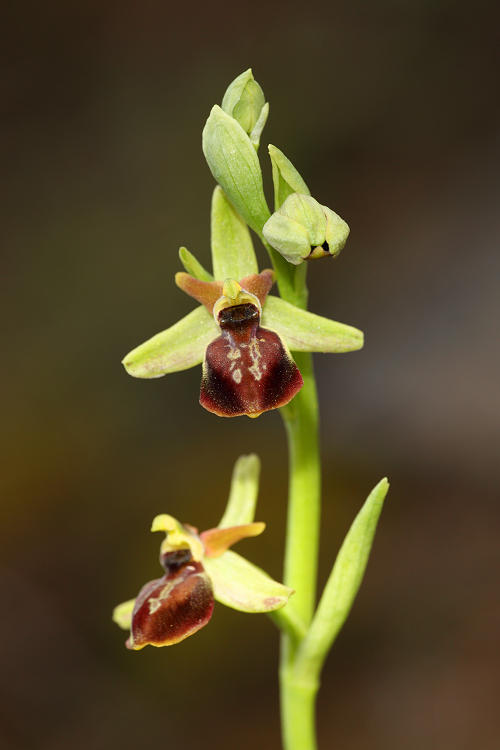 Tořič vačnatý gortynský (Ophrys mammosa subsp. gortynia) Gortys Orchid