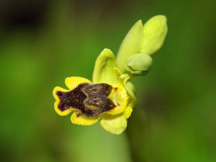 Tořič žlutý fryžský (Ophrys lutea subsp. phryganae) Phrygana Yellow Bee Orchid