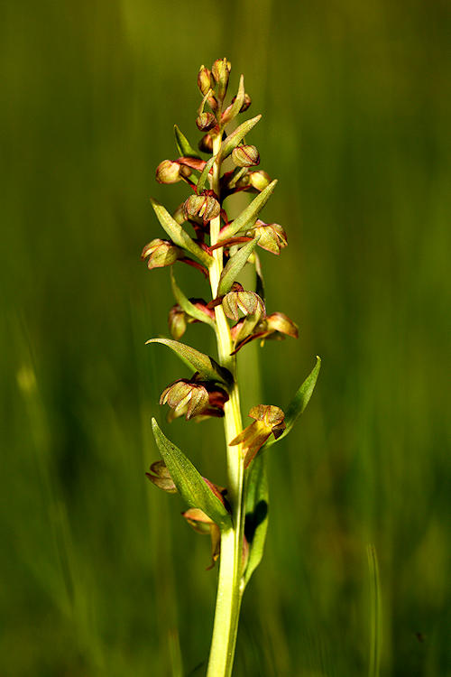 Vemeníček zelený (Coeloglossum viride), Frog orchid
