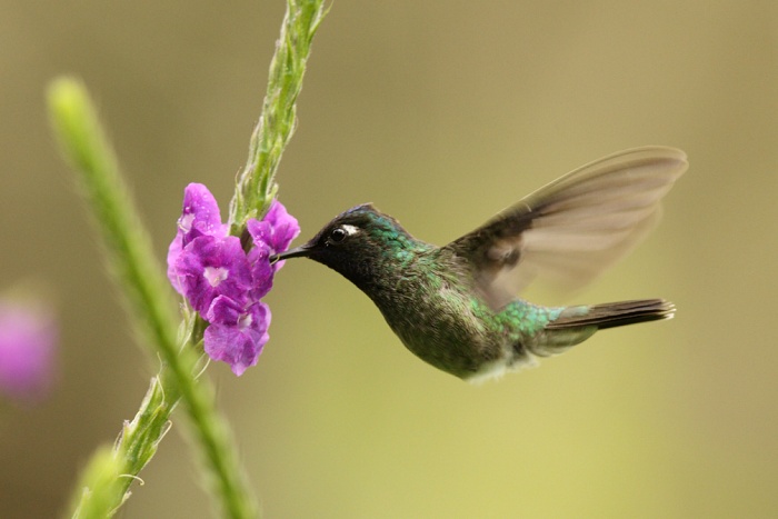 Violet-headed Hummingbird