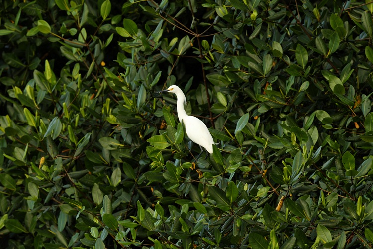 Volavka bělostná (Egretta thula) Snowy Egret
