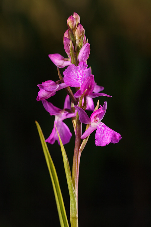 Vstavač bahenní (Orchis palustris) Marsh Orchid