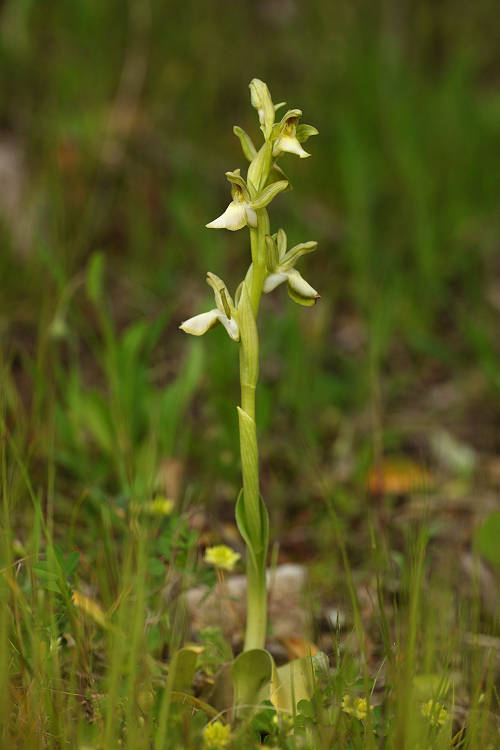 Vstavač chlumní (Orchis collina) Fan-Lipped Orchid