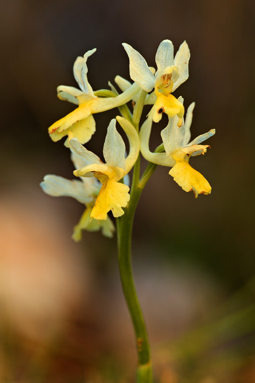 Vstavač chudokvětý (Orchis pauciflora) Sparsely-flowering orchid