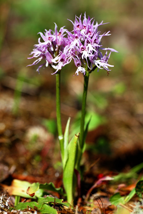 Vstavač italský (Orchis italica) Italian Orchid