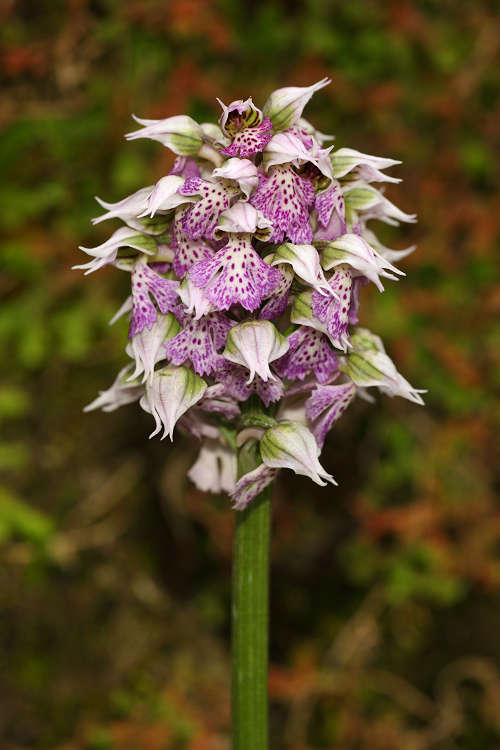 Vstavač mléčný (Orchis lactea) Milky Orchid