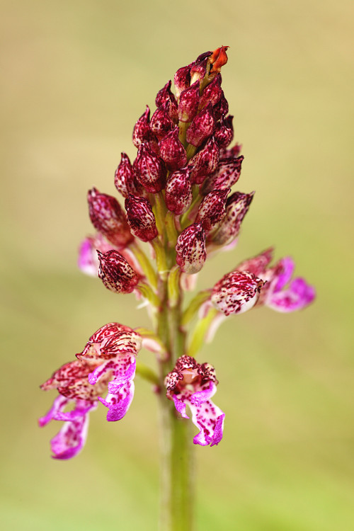 Vstavač nachový (Orchis purpurea) Lady Orchid