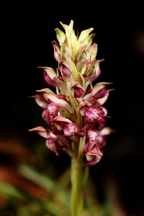 Vstavač štěničný vonný (Orchis coriophora subsp. fragrans) Bug orchid