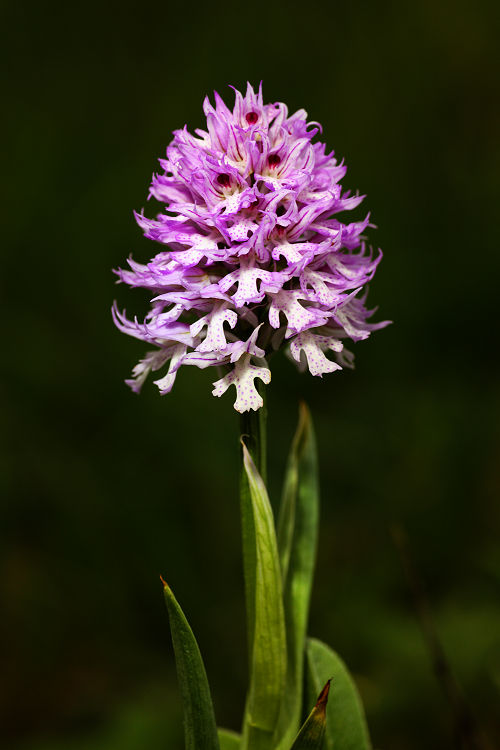 Vstavač trojzubý (Neotinea tridentata) Toothed Orchid