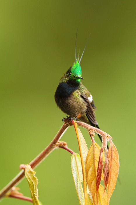 Wire-crested Thorntail (Kolibřík zelenonohý) Popelairia popelairii
