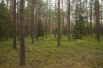 borový les